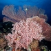 coral_soft_pc_v_0705_png1935.jpg
